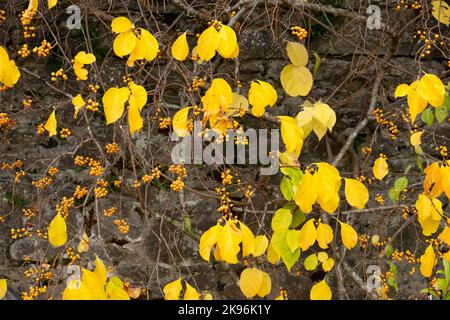 Gelber Celatus Orbiculatus Orientalisch bittersüß wächst im Herbst an einer Steinmauer im National Botanic Garden of Wales UK KATHY DEWITT Stockfoto