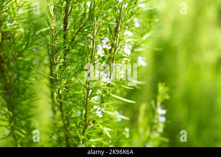 Rosmarinpflanze Nahaufnahme Unschärfe Hintergrund. Salvia Rosmarinus Feld Stockfoto