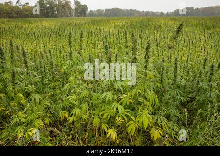 Ein Hanffeld zu. Hanffeld für die Herstellung von Speiseöl in der Dingdener Heide bei Hamminkeln, Niederrhein, Nordrhein-Westfalen Stockfoto