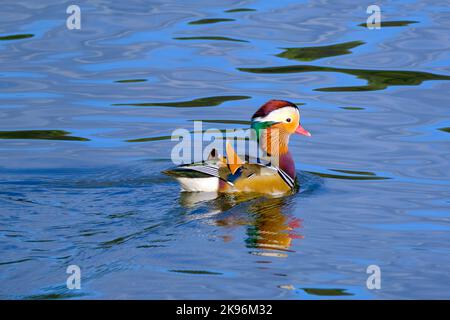 DEU, Deutschland, Nordrhein-Westfalen, Ruhrgebiet, Essen, 26.10.2022: Mandarinente auf dem Essener Baldeneysee Stockfoto