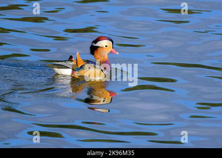 DEU, Deutschland, Nordrhein-Westfalen, Ruhrgebiet, Essen, 26.10.2022: Mandarinente auf dem Essener Baldeneysee Stockfoto