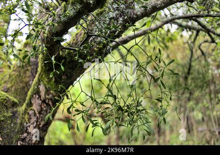 Mistel mit Beeren, die an einem Baum hängen Stockfoto