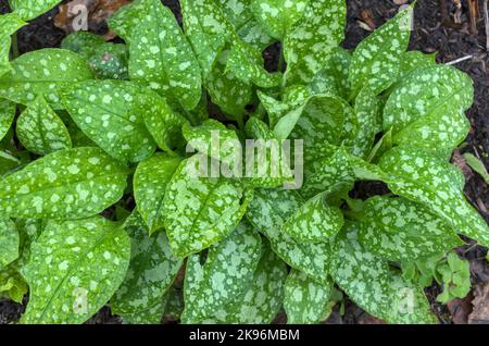 Nahaufnahme der Pflanze „Sissinghurst White“ von Pulmonaria lungwort Stockfoto