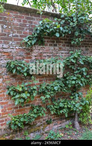 Espaliered Obstbaum auf einer Ziegelmauer Stockfoto