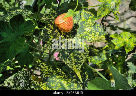 Abutilon Indische Malche Laub und Laterne Blume Stockfoto