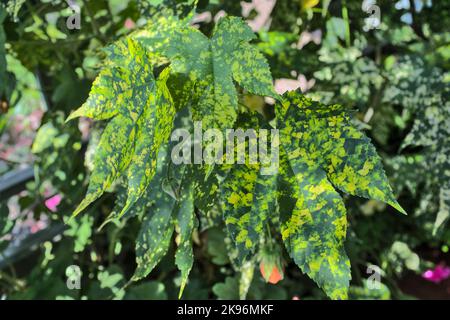 Abutilon indisches Malggrün Stockfoto