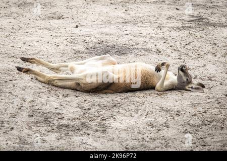 Lustiger Blick auf ein Känguru, das auf dem Rücken auf dem Sand schläft. Stockfoto