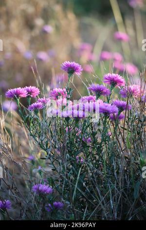 Wunderschöne Herbstaster im Teillicht Stockfoto