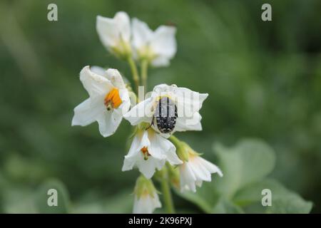 Die Makroansicht eines mediterran gefleckten Chafers auf Narzissen im Grünen Stockfoto