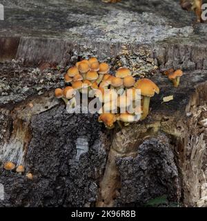 Schwefeltuft-Pilze, die auf totem Holz wachsen Stockfoto