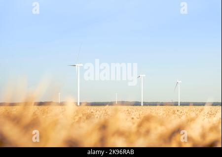 Eine Auswahl von Getreide und Windkraftanlagen in einem Feld in Flevoland, Niederlande Stockfoto