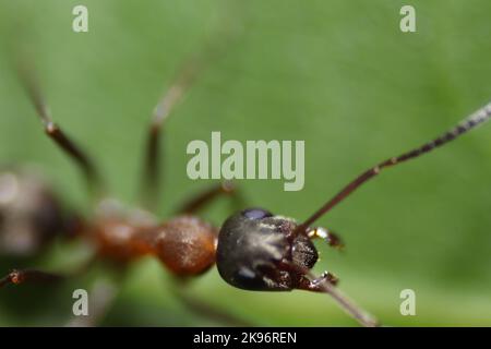 Eine Makroaufnahme eines gebänderten Zuckermittels, Camponotus consobrinus. Stockfoto