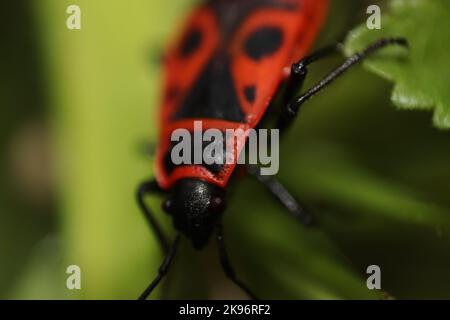 Eine Makroaufnahme eines Feuerbugs, Pyrrhocoris apterus. Stockfoto