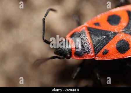 Eine Makroaufnahme eines Feuerbugs, Pyrrhocoris apterus. Stockfoto