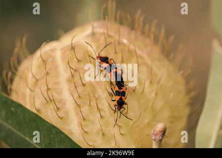 Ein Makro eines großen Milchkäfer, der sich auf einem Kaktus paart Stockfoto