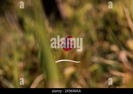 Eine Selektion einer purpurnen Buschbohnenblüte auf einem Feld Stockfoto