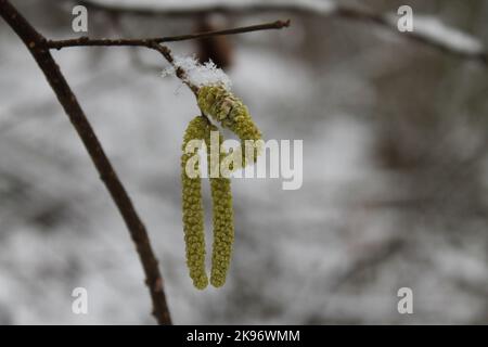 Nahaufnahme eines gewöhnlichen Haselbaums mit gefrorenem Schnee Stockfoto