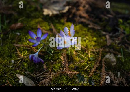 Eine Nahaufnahme der schönen frühen Krokus Blumen in den Wäldern Stockfoto