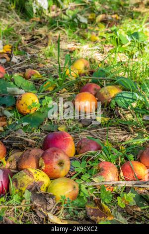 Rote Äpfel auf dem Boden, die während der Erntezeit in Wales, Großbritannien, von einem Baum gefallen sind Stockfoto