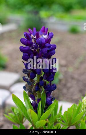 Eine Nahaufnahme einer schönen großblättrigen Lupinenblume auf einem unscharfen Hintergrund Stockfoto