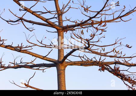 Der kahle Seidenbaumwolle-Baum mit trockenen Blättern, Nahaufnahme Stockfoto