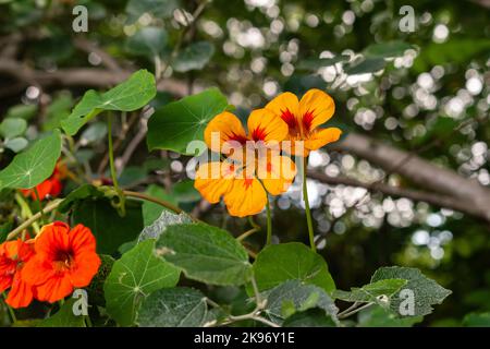 Eine Nahaufnahme der im Garten wachsenden Kapuzinerblüten Stockfoto