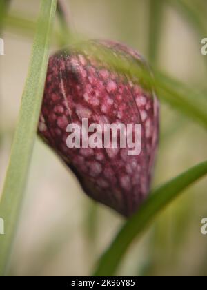 Fritillaria meleagris Schlangen Kopf Blume aus nächster Nähe Stockfoto