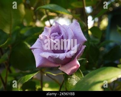 Rosa „zweimal im blauen Mond“ in voller Blüte Stockfoto