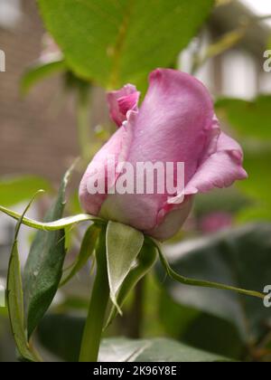 Rosa 'zweimal im blauen Mond' im Keim Stockfoto