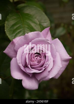 Rosa „zweimal im blauen Mond“ in voller Blüte Stockfoto