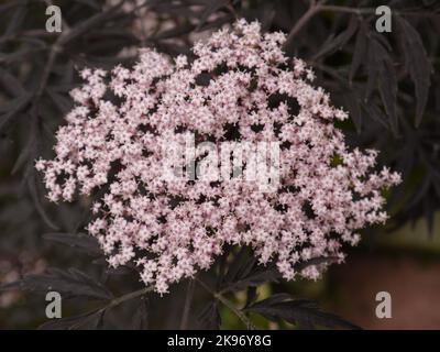 Sambucus nigra Black Lace Holunder blüht mit Laub Stockfoto