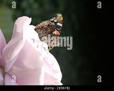 Roter Admiral-Schmetterling (Vanessa atalanta) mit geschlossenen Flügeln, die auf einer hybriden Teerose „zweimal im Blauen Mond“ ruhen Stockfoto