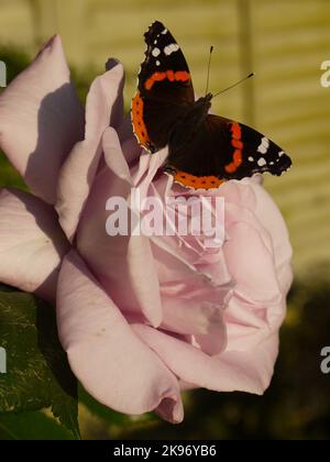 Roter Admiral-Schmetterling mit offenen Flügeln, der auf einer hybriden Teerose „zweimal im Blauen Mond“ ruht Stockfoto