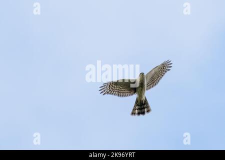 Sparrowhawk (Accipiter nisus) fliegt und isoliert gegen den blauen Himmel, Großbritannien Stockfoto