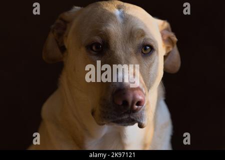 Nahaufnahme eines Labrador Retriever (Canis lupus familiaris) auf schwarzem Hintergrund Stockfoto
