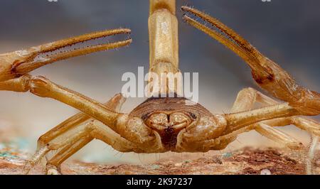 Wüste haarige Scorpion, Hadrurus arizonensis, Arizona Stockfoto