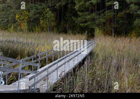 Hölzerne Fußgängerbrücke durch die Gräser und Feuchtgebiete im Teijo-Nationalpark, Salo, Finnland Stockfoto