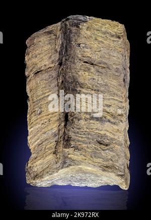 Stromatolithe in Bossardville Kalkstein (Fossile Blaugrüne Algen) Stockfoto