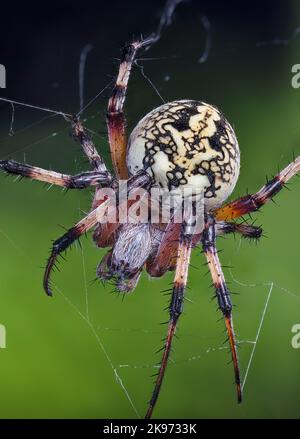 WESTERN Spotted Orbweaver auch eine Zig-Zag-Spinne, Neoscona oaxacensis Stockfoto