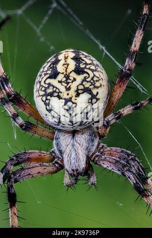 WESTERN Spotted Orbweaver auch eine Zig-Zag-Spinne, Neoscona oaxacensis Stockfoto