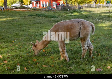 Alpaca im historischen Dorf Mathildedal im Herbst. Salo, Finnland Stockfoto