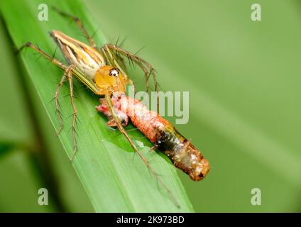Eine Makroaufnahme einer Luchsspinne, die Beute frisst Stockfoto
