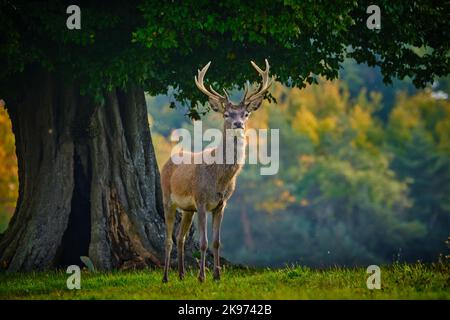 Darlehen Red Deer Stag im Herbst Stockfoto