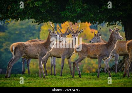 Eine batchelor-Herde junger Hirsche Stockfoto