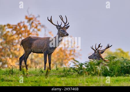 Rotes Hirsch im Herbst Stockfoto