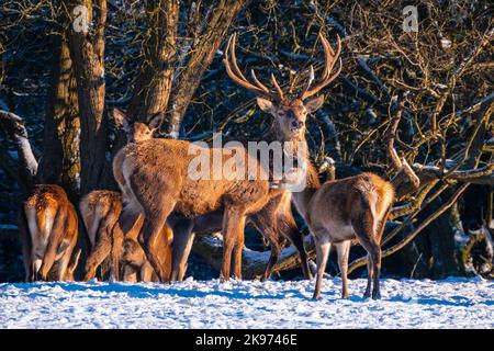 Rothirsch mit Rehkitz im Schnee Stockfoto