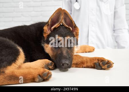 Porträt eines Schäferhundes, der die Ohren zusammenhält und unter Schmerzen leidet und um Hilfe bittet. Tierarzt immer bereit helfen Tieren. Prozess der medizinischen Hilfe. Stockfoto