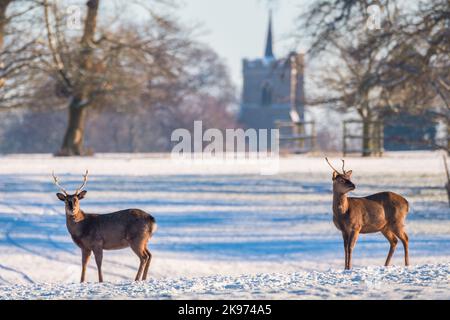 Zwei junge Sika Hirsche im Winter Stockfoto