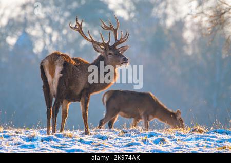 Rothirsch Hirsch und Hinterhand im Winterschnee Stockfoto