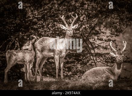 Schwarzweißbild von zwei Rotwild-Stags und Kalb Stockfoto